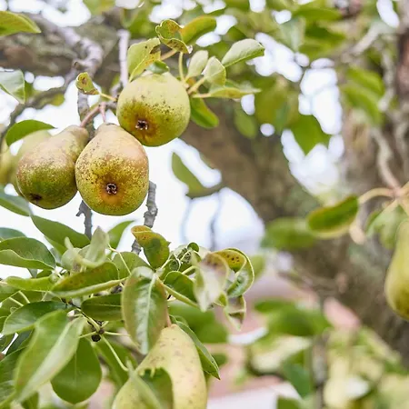Haus Muehlentrift Doese דירה