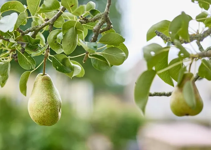 Haus Muehlentrift Doese דירה קושהאבן